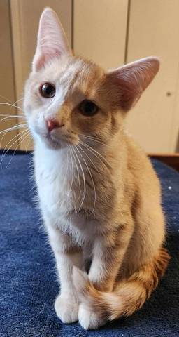 Moxie, adopted