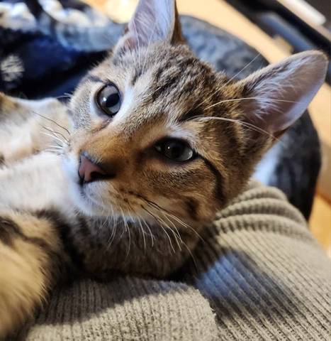 Genesis, adopted
