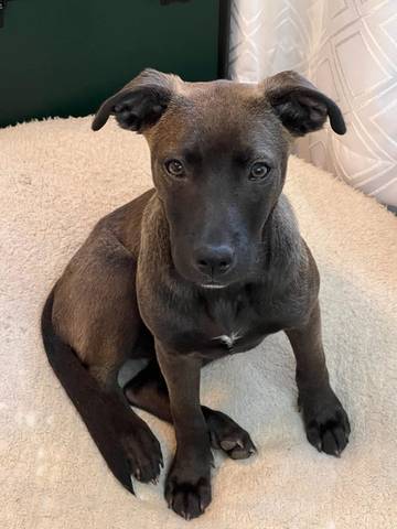 Tilly, adopted