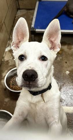 Stallone, adopted