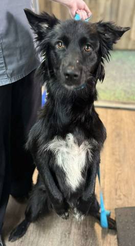Moore, adopted