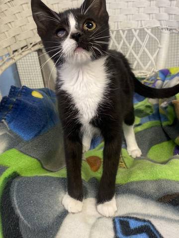Cassian, adopted