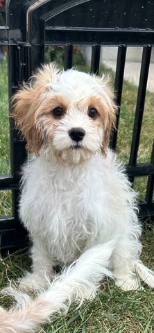 Nora, adopted