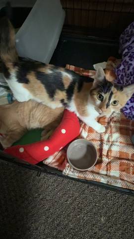 Chai, adopted