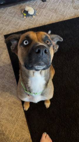 Jewel, adopted