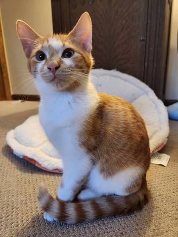 Goose, adopted
