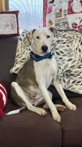 Toby John, adopted