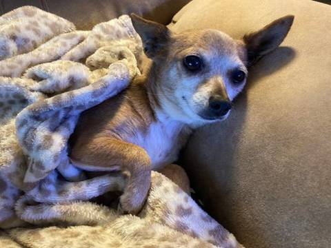 Zoey-Chihuahua, adopted