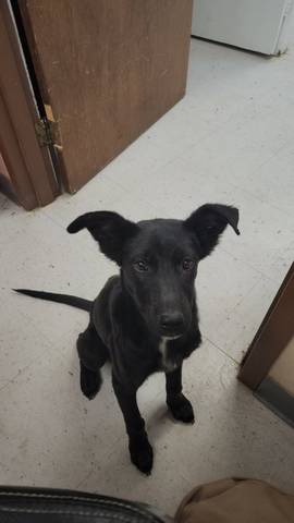Quaker, adopted
