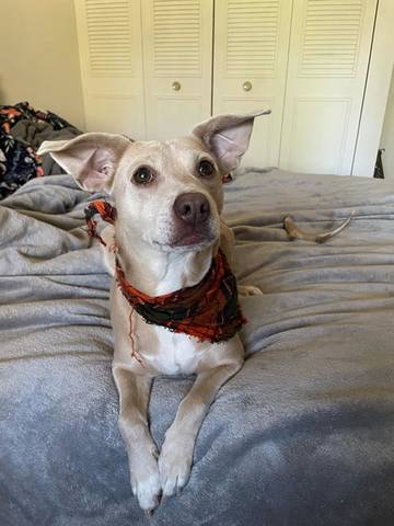 Aggie, adopted