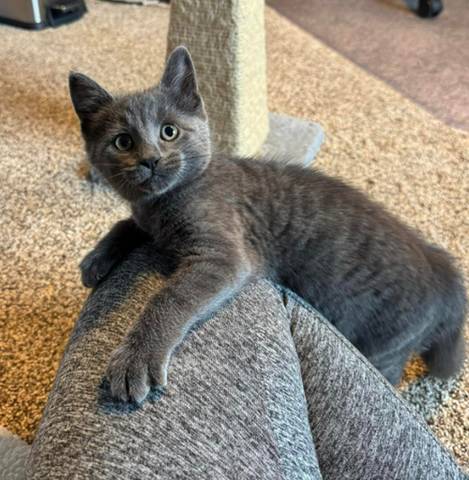 Blair, adopted