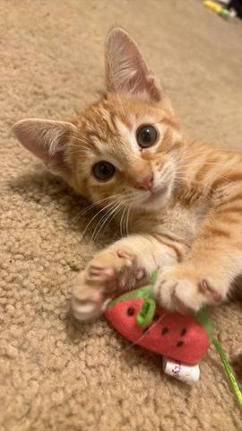 Blitz, adopted