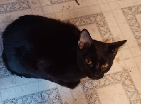 Igor, adopted