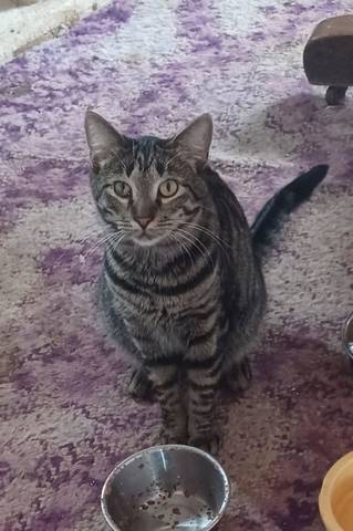Liam, adopted