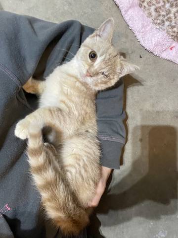 Melon, adopted