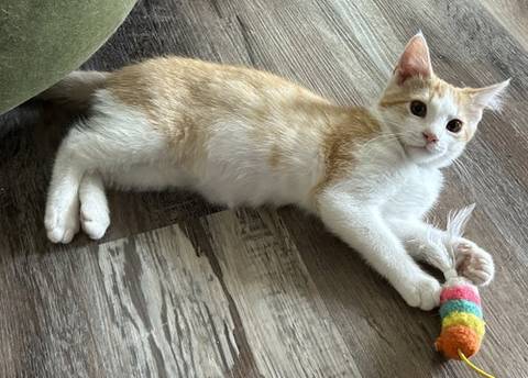 Maple, adopted