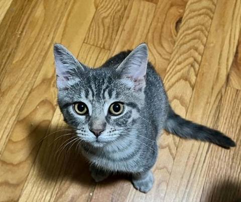 Toulouse, adopted