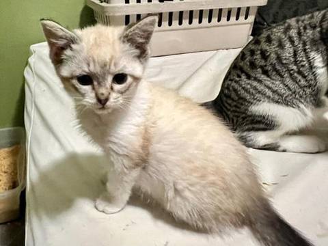 Marie, adopted