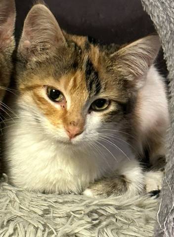Nutmeg, adopted