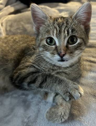 Plum, adopted