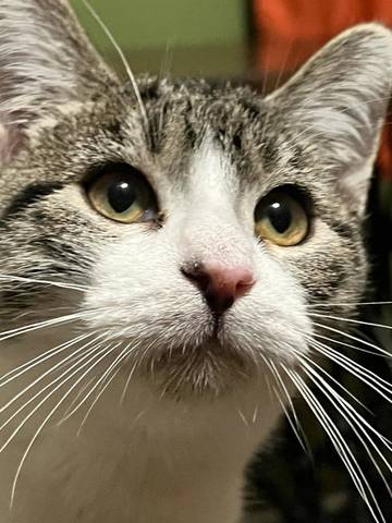 River, adopted
