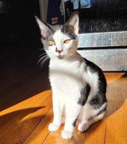 Charlie, adopted