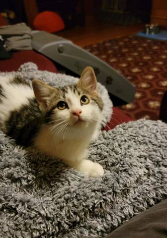Rasputin, adopted