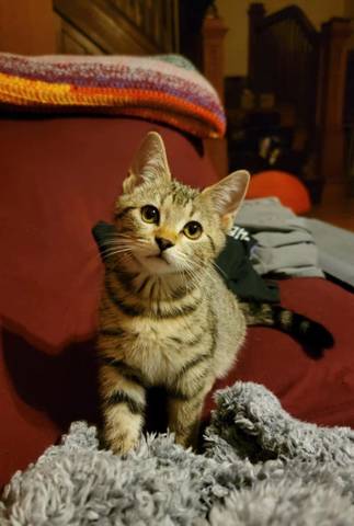 Mazikeen, adopted