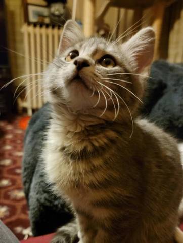 Seraphine, adopted