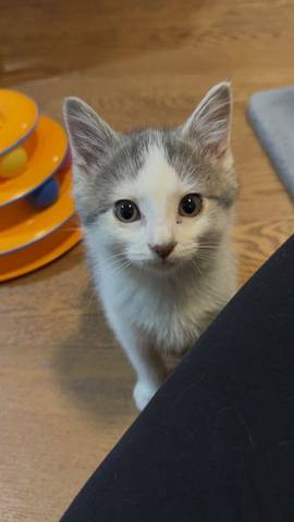 Gale, adopted
