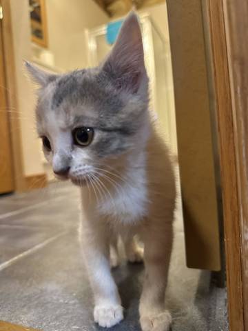 Primrose, adopted