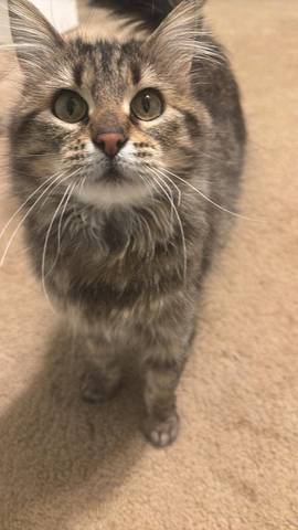 Nelly, adopted