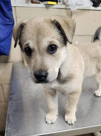 Bailey, adopted