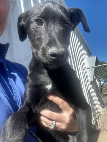 Reggie, adopted