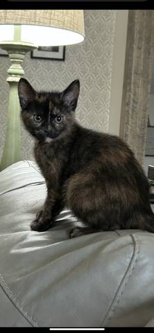 Peach, adopted