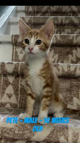Pete, adopted