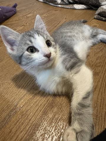 Peta, adopted