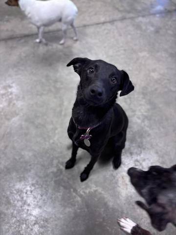 Journey, adopted