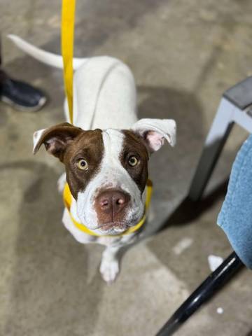 Precious, adopted