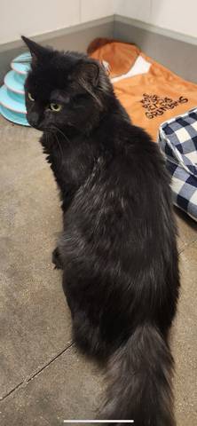 Jimmy, adopted