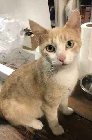 Clara, adopted