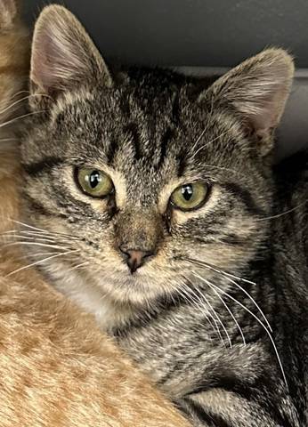 Grey, adopted