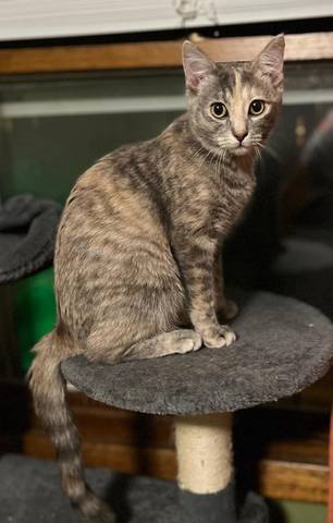 Carolina, adopted