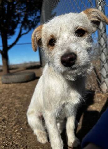Bella, adopted