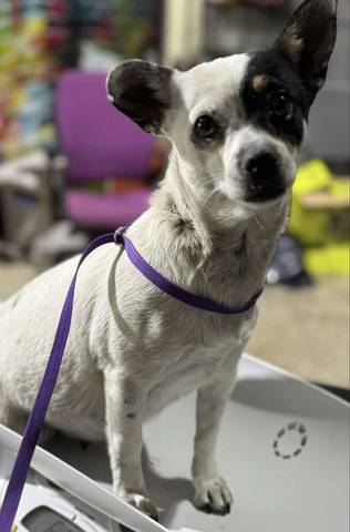 Daisy (chihuahua), adopted