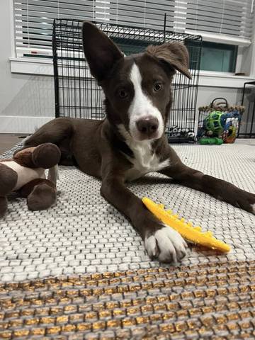 Vada, adopted