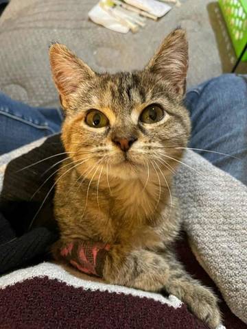 Stella, adopted