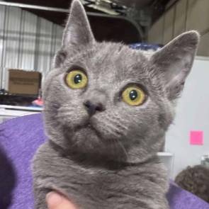 Skye, adopted