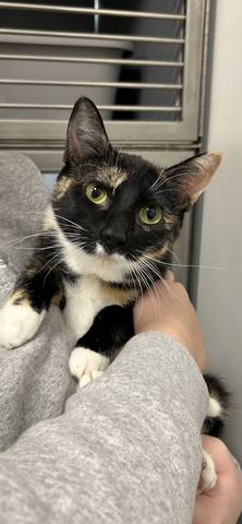 Lotus, adopted