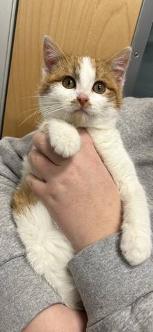 Mellow, adopted